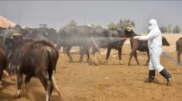 الناصرية في الصدارة وكربلاء والأنبار في المؤخرة: آخر تطورات الحمى النزفية في العراق
