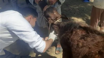 وزارة الزراعة تطلق 431 قافلة بيطرية مجانية لعلاج أكثر من 235 ألف حيوان وطائر وزارة الزراعة تطلق 431 قافلة بيطرية مجانية لعلاج أكثر من 235 ألف حيوان وطائر
