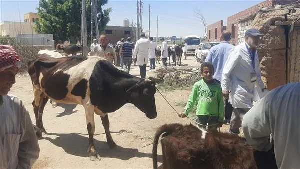 وزارة الزراعة تنظم 431 قافلة بيطرية مجانية لعلاج أكثر من 235 ألف حيوان وطائر. وزارة الزراعة تنظم 431 قافلة بيطرية مجانية لعلاج أكثر من 235 ألف حيوان وطائر.