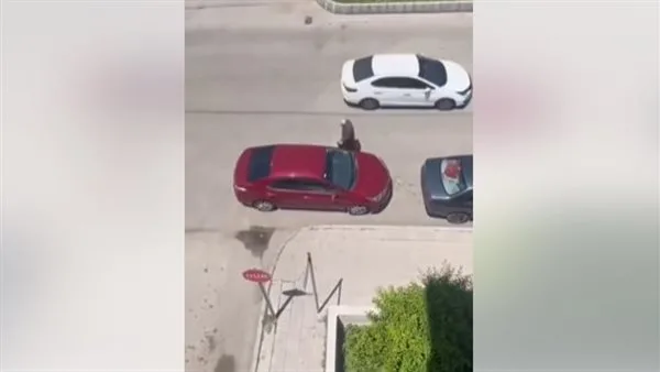 بين التسول وريادة الأعمال: فيديو يثير حيرة المتابعين ويشعل منصات التواصل الاجتماعي بين التسول وريادة الأعمال: فيديو يثير حيرة المتابعين ويشعل منصات التواصل الاجتماعي