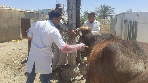 الزراعة تقوم بتنظيم 431 قافلة بيطرية مجانية لعلاج 235 ألف حيوان وطائر في 393 قرية خلال شهر مايو. الزراعة تقوم بتنظيم 431 قافلة بيطرية مجانية لعلاج 235 ألف حيوان وطائر في 393 قرية خلال شهر مايو.