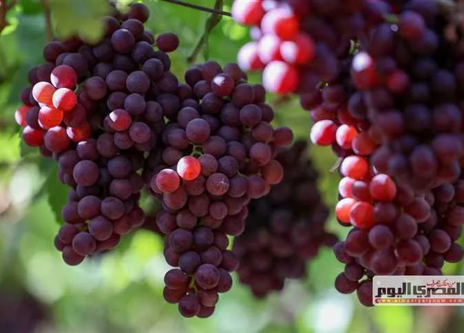العاهل المتوج في عالم الفاكهة.. «المصري اليوم» ترصد حصاد مزارع العنب (صور) العاهل المتوج في عالم الفاكهة.. «المصري اليوم» ترصد حصاد مزارع العنب (صور)
