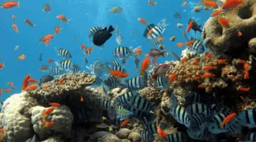 هل تتناول الأسماك الماء؟ الجواب يتباين بين المحيطات والأنهار!