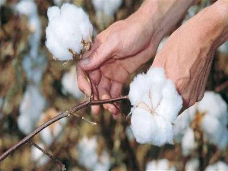 الصين تعدل توقعاتها ل واردات القطن إلى 1.2 مليون طن خلال هذا الموسم الصين تعدل توقعاتها ل واردات القطن إلى 1.2 مليون طن خلال هذا الموسم