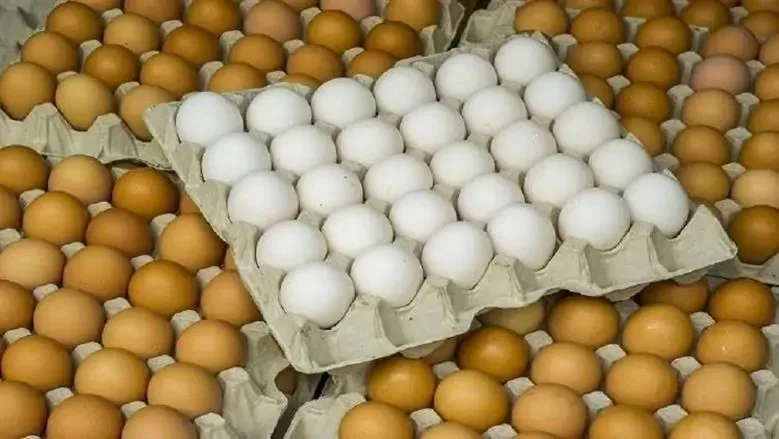 أسعار كرتونة البيض والدجاج الأبيض والبلدي اليوم، الخميس 12 يونيو 2025 في الأسواق أسعار كرتونة البيض والدجاج الأبيض والبلدي اليوم، الخميس 12 يونيو 2025 في الأسواق