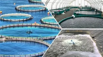 التحديات التي تواجه الثروة السمكية والحفاظ على البيئة البحرية