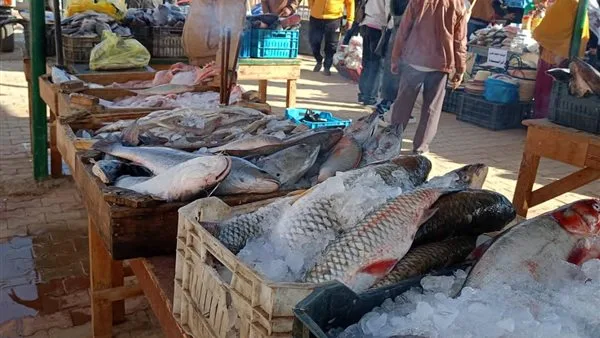 أسعار الأسماك في أسواق الوادي الجديد اليوم أسعار الأسماك في أسواق الوادي الجديد اليوم