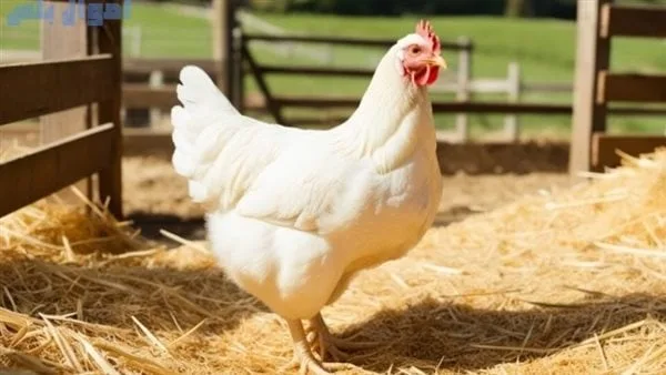 أسعار البانيه والدجاج المحلي في الأسواق اليوم الجمعة 13 يونيو 2025 أسعار البانيه والدجاج المحلي في الأسواق اليوم الجمعة 13 يونيو 2025