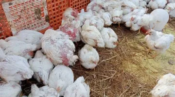 ما هي أسعار الدجاج الأبيض؟.. تكلفة الدواجن والبيض في بورصة وأسواق الشرقية يوم السبت 14 يونيو 2025