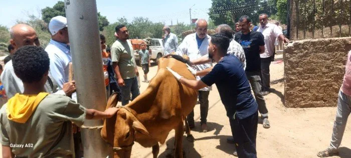 جامعة المنيا تبدأ حملة بيطرية متكاملة لحماية وتعزيز الثروة الحيوانية في قرية الرحمانية جامعة المنيا تبدأ حملة بيطرية متكاملة لحماية وتعزيز الثروة الحيوانية في قرية الرحمانية