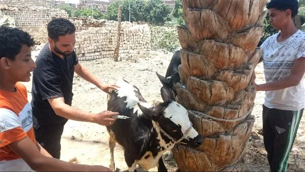 إطلاق قافلة طبية بيطرية من جامعة المنيا إلى قرية الرحمانية في مركز ديرمواس إطلاق قافلة طبية بيطرية من جامعة المنيا إلى قرية الرحمانية في مركز ديرمواس