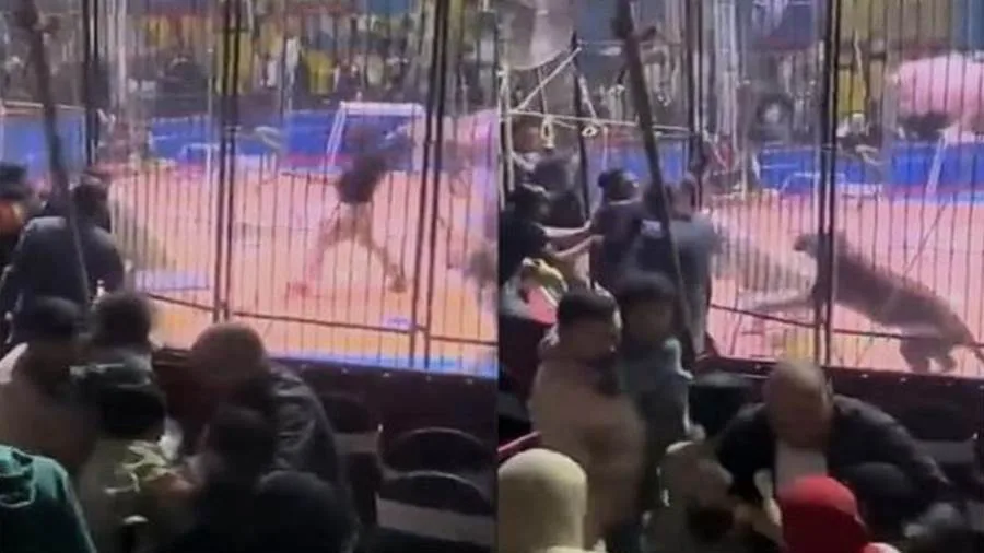 تأجيل الجلسة الثانية لمحاكمة مدربة الأسود في حادثة عامل السيرك في طنطا تأجيل الجلسة الثانية لمحاكمة مدربة الأسود في حادثة عامل السيرك في طنطا