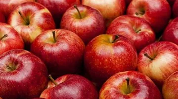 الزراعة تبرز أبرز النصائح التي يجب على مزارعي التفاح اتباعها