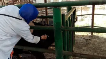 فحص 3000 رأس من الماشية لرصد البروسيلا والسل البقري في الشرقية