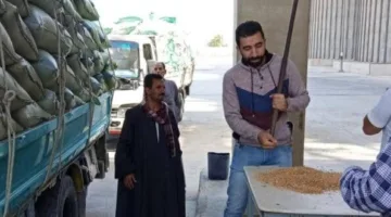 محافظ المنيا: تسليم 507 آلاف طن من محصول القمح منذ بداية موسم 2025