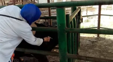 فحص 2832 رأسًا من الماشية لفيروس البروسيلا والسل البقري في الشرقية