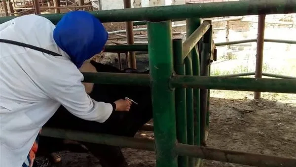 فحص 2832 رأسًا من الماشية لفيروس البروسيلا والسل البقري في الشرقية فحص 2832 رأسًا من الماشية لفيروس البروسيلا والسل البقري في الشرقية
