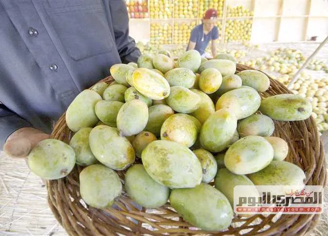 «سعر الزبدية بـ38».. تعرف على أسعار المانجو في سوق العبور للجملة اليوم السبت «سعر الزبدية بـ38».. تعرف على أسعار المانجو في سوق العبور للجملة اليوم السبت