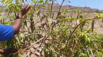 رئيس مدينة القصير يزور مزرعة القويح النموذجية لتقييم الإنتاج الزراعي