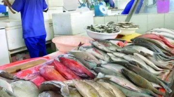زيادة أسعار الأسماك بنسبة 20% بسبب ارتفاع الطلب ونقص المعروض