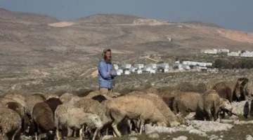 الضفة الغربية: مستوطنون يتيحون لمواشيهم الرعي في أراضٍ تعود ملكيتها لفلسطينيين