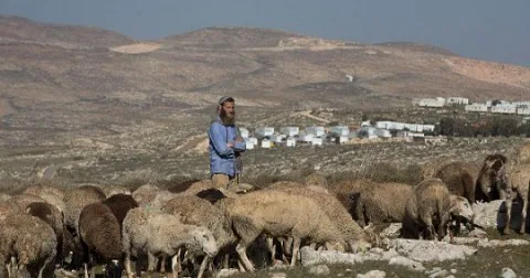 الضفة الغربية: مستوطنون يتيحون لمواشيهم الرعي في أراضٍ تعود ملكيتها لفلسطينيين الضفة الغربية: مستوطنون يتيحون لمواشيهم الرعي في أراضٍ تعود ملكيتها لفلسطينيين