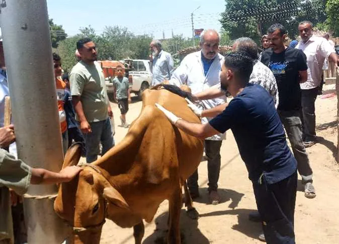 جامعة المنيا تُنظم قافلة طبية بيطرية في قرية الرحمانية بمركز ديرمواس جامعة المنيا تُنظم قافلة طبية بيطرية في قرية الرحمانية بمركز ديرمواس