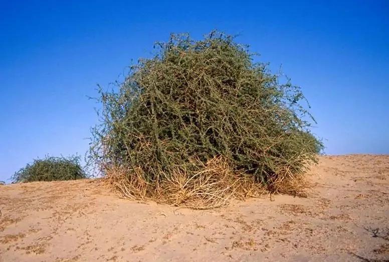 شجرة الغرقد تثير النقاش مجددًا.. الرمز النبوي يتصدر وسائل التواصل في ظل تجاوزات الاحتلال في غزة شجرة الغرقد تثير النقاش مجددًا.. الرمز النبوي يتصدر وسائل التواصل في ظل تجاوزات الاحتلال في غزة