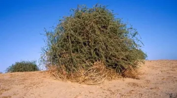 شجرة الغرقد تجذب الانتباه مرة أخرى.. الرمز النبوي يهيمن على منصات التواصل الاجتماعي وسط انتهاكات الاحتلال في غزة