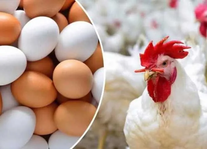 ما هو سعر الدواجن اليوم؟.. تحديث أسعار الدواجن والبيض في بورصة وأسواق الشرقية ليوم الأحد 15 يونيو 2025 ما هو سعر الدواجن اليوم؟.. تحديث أسعار الدواجن والبيض في بورصة وأسواق الشرقية ليوم الأحد 15 يونيو 2025