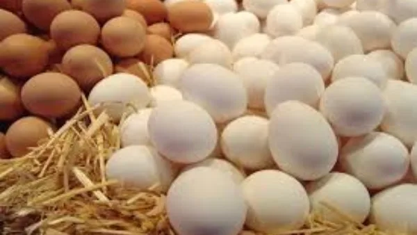 بعد تراجعها الملحوظ.. أسعار البيض في الأسواق اليوم الأحد 15-6-2025 بعد تراجعها الملحوظ.. أسعار البيض في الأسواق اليوم الأحد 15-6-2025