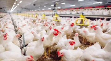أسعار الدجاج اليوم الثلاثاء 17 يونيو 2025
