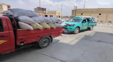 خير الحصاد: شون وصوامع البحيرة تستقبل 311 ألف طن من القمح من الفلاحين