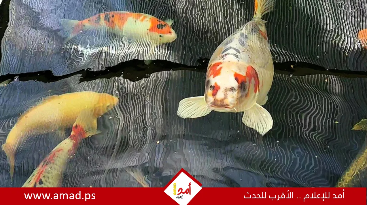 بريطاني يرفض عرضاً لبيع سمكة بوجه إنسان مقابل 7 آلاف جنيه إسترليني بريطاني يرفض عرضاً لبيع سمكة بوجه إنسان مقابل 7 آلاف جنيه إسترليني
