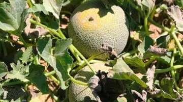 الكنتلوب السيناوي يدخل المنافسة عالمياً.. تعرف على التفاصيل
