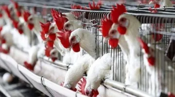 بعد انخفاض سعر الدجاج الأبيض.. أسعار الدواجن والبانيه اليوم الإثنين