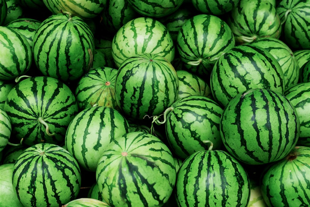 <strong>سعر الفاكهة</strong>
