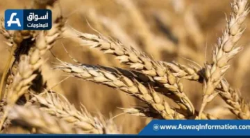 الإدارة الزراعية الأمريكية تكشف عن توقعاتها لمخزونات القمح العالمية.. والإنتاج الأوكراني يبقى ثابتًا