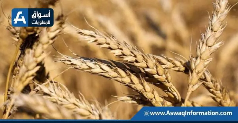 الإدارة الزراعية الأمريكية تكشف عن توقعاتها لمخزونات القمح العالمية.. والإنتاج الأوكراني يبقى ثابتًا الإدارة الزراعية الأمريكية تكشف عن توقعاتها لمخزونات القمح العالمية.. والإنتاج الأوكراني يبقى ثابتًا