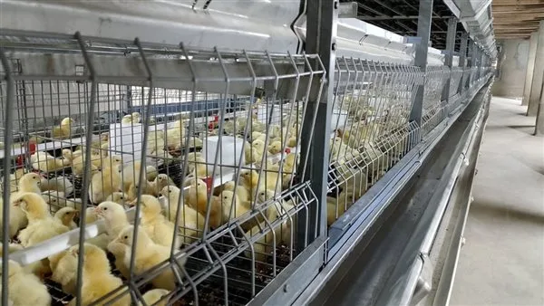 أسعار الدواجن والبيض في أسواق الوادي الجديد أسعار الدواجن والبيض في أسواق الوادي الجديد