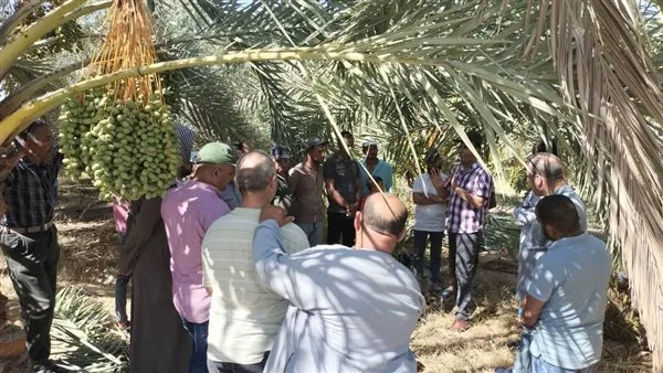 إرشادات زراعية لمزارعي نخيل التمر في شهر يونيو إرشادات زراعية لمزارعي نخيل التمر في شهر يونيو
