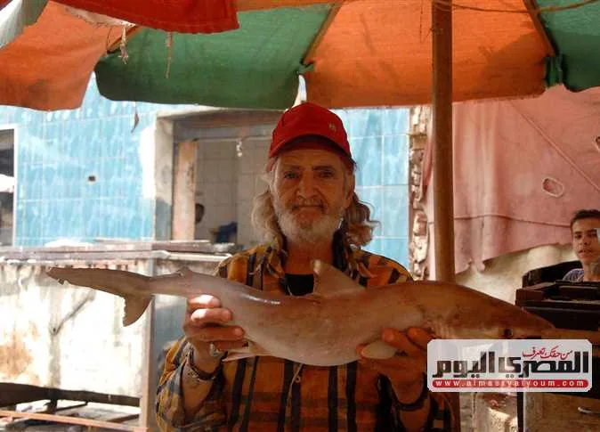 أسعار السمك البلطي والمرجان والجمبري في الأسواق بتاريخ الثلاثاء 17 يونيو 2025 أسعار السمك البلطي والمرجان والجمبري في الأسواق بتاريخ الثلاثاء 17 يونيو 2025