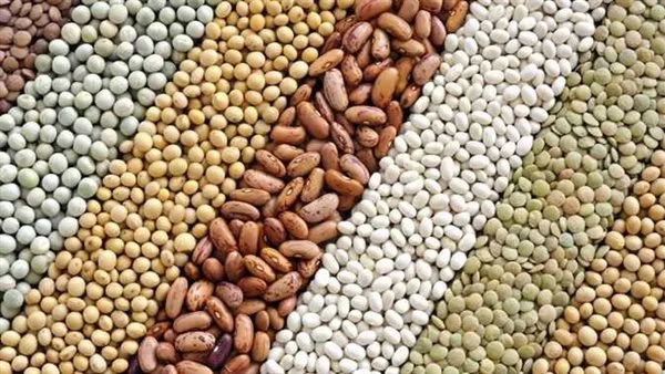أسعار الحبوب في محافظة الغربية يوم الثلاثاء 17 يونيو 2025