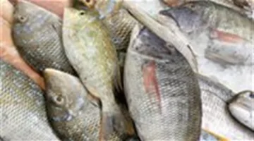 أسعار السمك والجمبري بتاريخ الثلاثاء 17 يونيو 2025