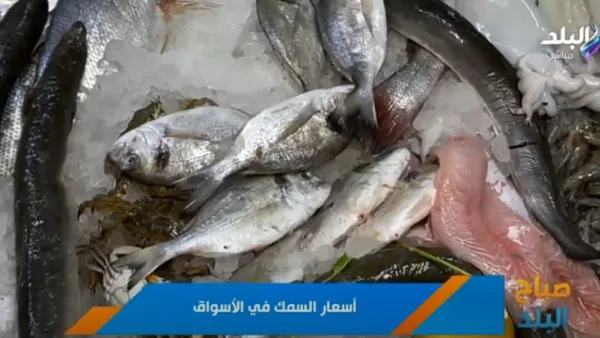 أسعار الأسماك اليوم في الأسواق بعد عيد الأضحى: السبيط بـ520 جنيها أسعار الأسماك اليوم في الأسواق بعد عيد الأضحى: السبيط بـ520 جنيها