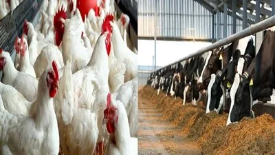 جهود شاملة من الحكومة لتعزيز كفاءة الأداء وزيادة الإنتاج في مجالات الثروة الحيوانية والداجنة. جهود شاملة من الحكومة لتعزيز كفاءة الأداء وزيادة الإنتاج في مجالات الثروة الحيوانية والداجنة.