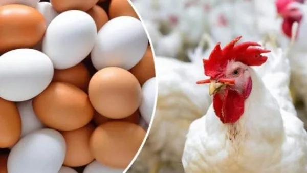 انخفضت 23 جنيهًا.. أسعار الدجاج والبيض اليوم الثلاثاء 17 يونيو 2025 انخفضت 23 جنيهًا.. أسعار الدجاج والبيض اليوم الثلاثاء 17 يونيو 2025