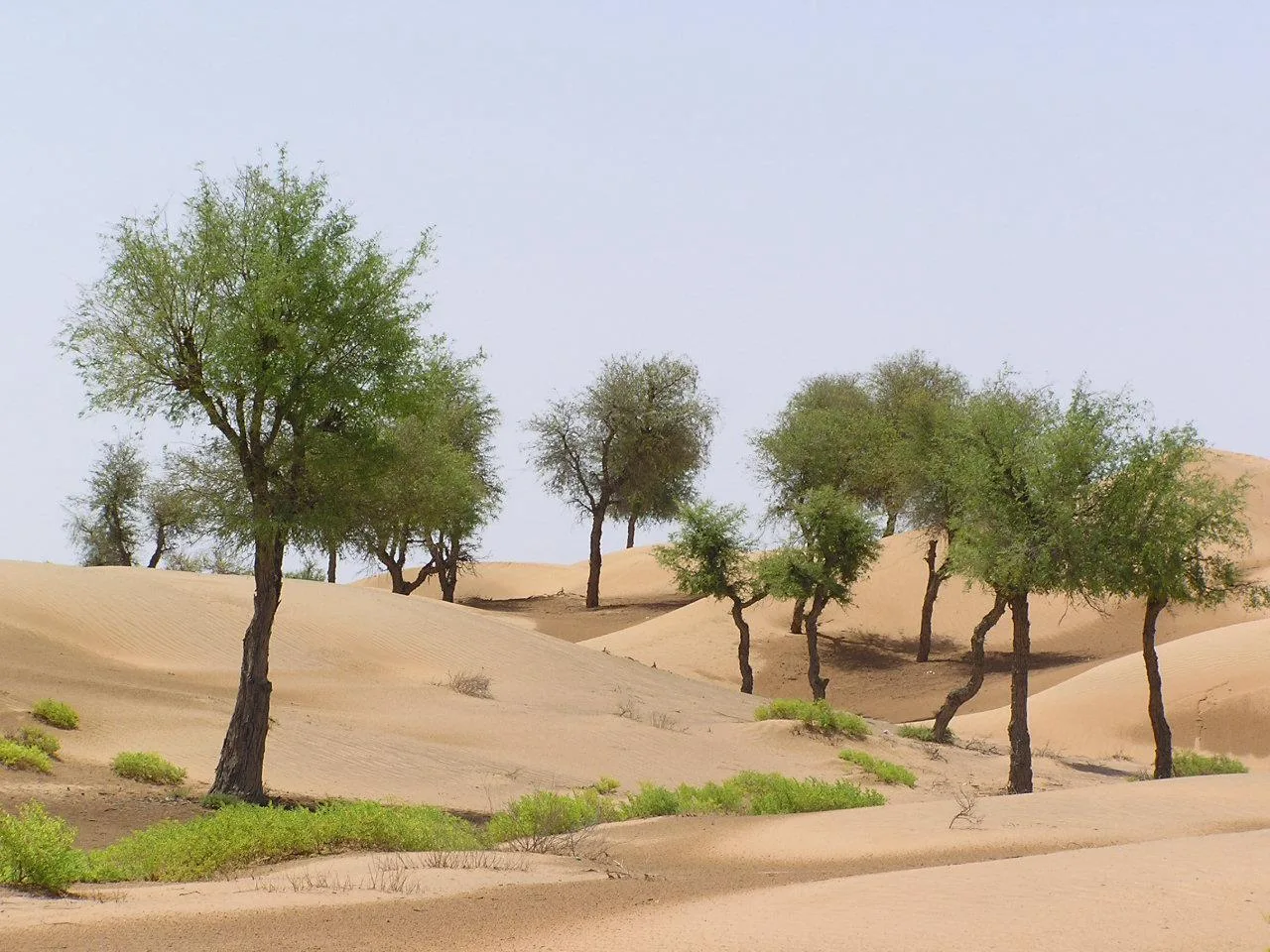 سلطنة عُمان تساهم في إحياء اليوم العالمي لمكافحة التصحر والجفاف سلطنة عُمان تساهم في إحياء اليوم العالمي لمكافحة التصحر والجفاف