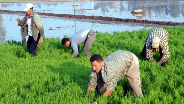 زراعة 18 ألف فدان من الأرز في دمياط مع إشراف دائم من مديرية الزراعة زراعة 18 ألف فدان من الأرز في دمياط مع إشراف دائم من مديرية الزراعة