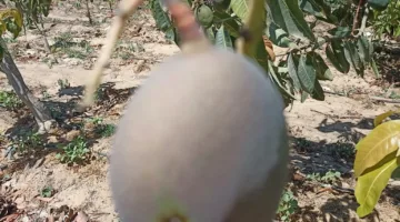 “الزراعة”: التخلص الجماعي من ثمار المانجو المتضررة هو الحل الآمن للحد من انتشار ذبابة الفاكهة
